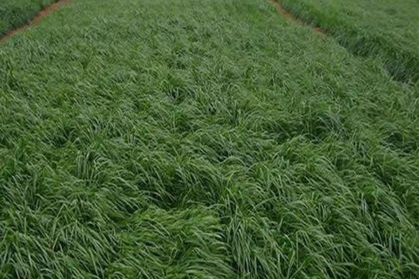 牧草黑麥草一畝地用多少種子？如何把握用量呢