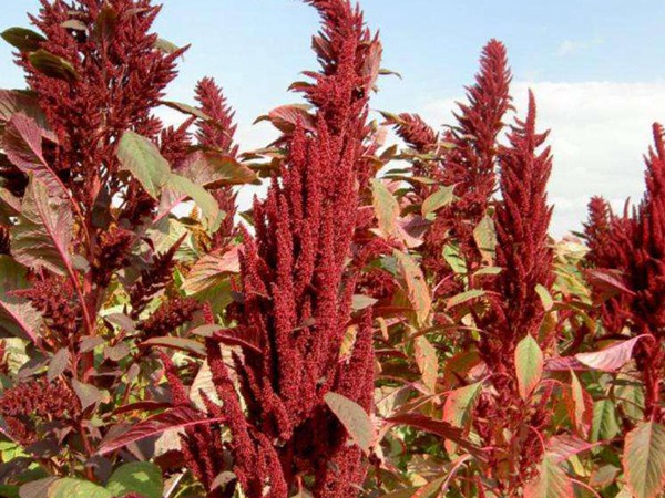 飼草和牧草有什么區(qū)別？