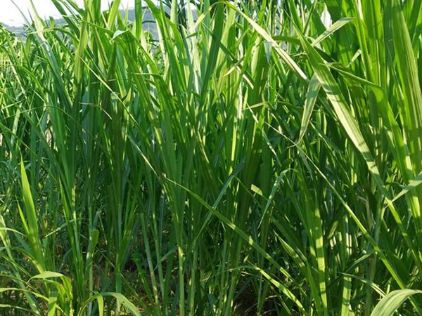 飼草和牧草有什么區(qū)別？