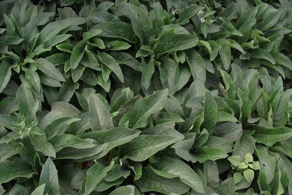 俄羅斯飼料菜種子催芽技術