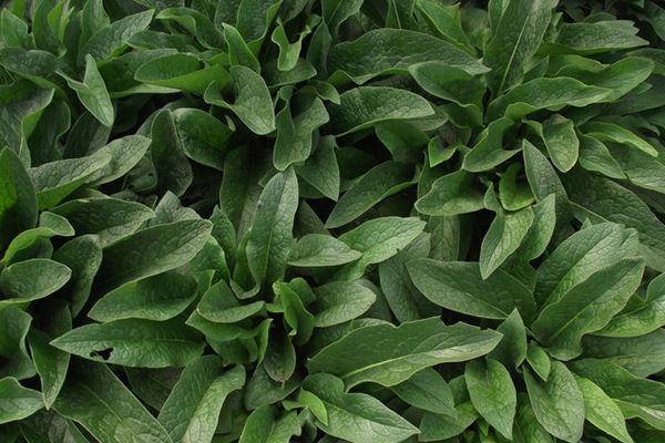 俄羅斯飼料菜種子催芽技術 俄羅斯飼料菜種子催芽技術