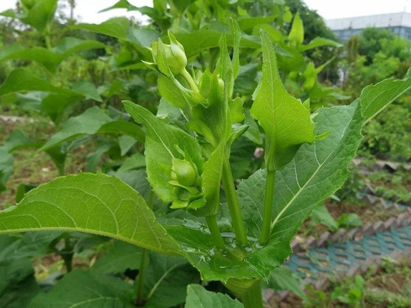 串葉松香草怎樣去毒，營養(yǎng)價值有哪些？