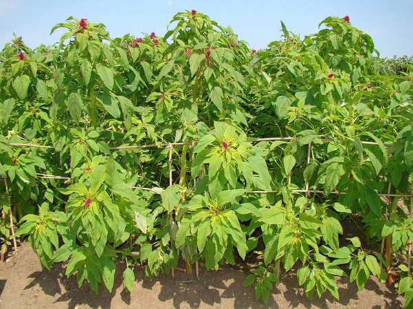 籽粒莧種子畝播種用量 籽粒莧種子畝播種用量