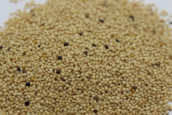 美國籽粒莧種子什么時候播種,畝播種量多少 美國籽粒莧種子什么時候播種,畝播種量多少