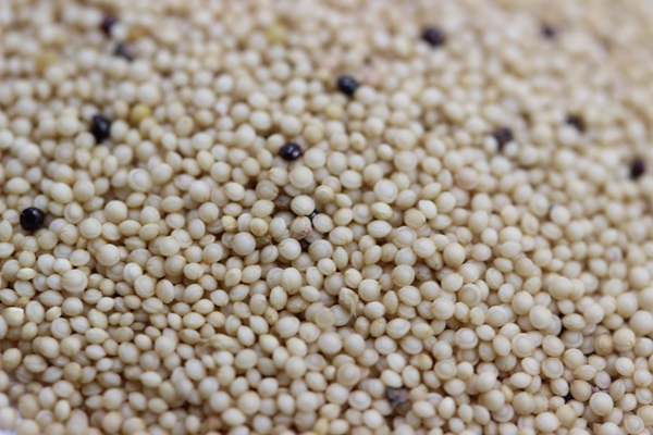 美國籽粒莧種子什么時候播種,畝播種量多少 美國籽粒莧種子什么時候播種,畝播種量多少