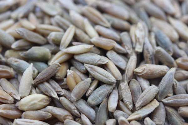 特高黑麥草種子多少錢一斤?如何購買優(yōu)質(zhì)種子 特高黑麥草種子多少錢一斤?如何購買優(yōu)質(zhì)種子