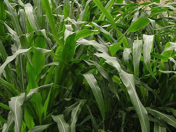 墨西哥玉米草種子播種后幾天發(fā)芽？怎么播種發(fā)芽更快