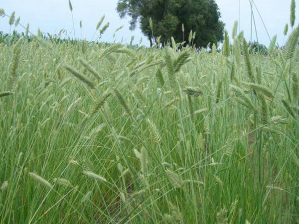 冰草種子怎么種，種后多久發(fā)芽