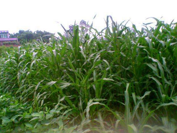 畝產量最高的飼草是哪種,如何種植這些高產飼草 畝產量最高的飼草是哪種,如何種植這些高產飼草