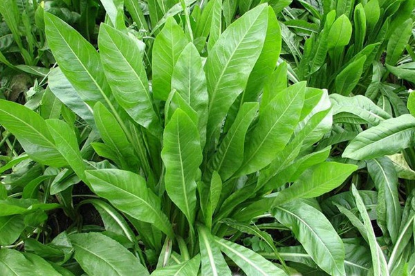 菊苣可以做飼草嗎？喂養(yǎng)方式是什么