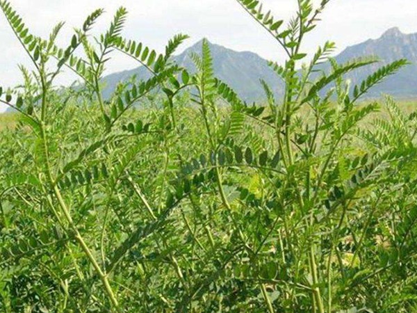 沙打旺做牛羊飼草怎么樣，有什么喂養(yǎng)優(yōu)勢(shì)呢