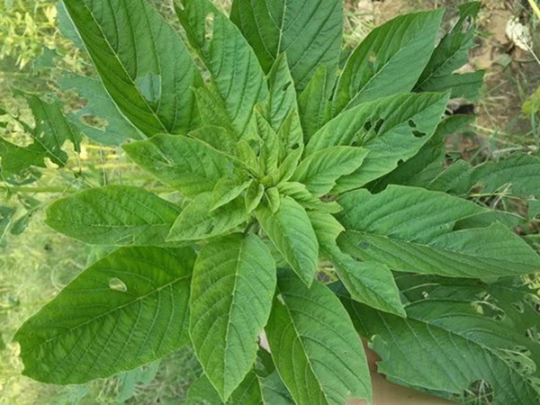養豬最好的牧草品種，怎樣提高豬肉產量
