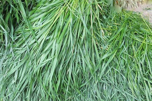 適合北方種植的牧草有哪些，怎么選擇