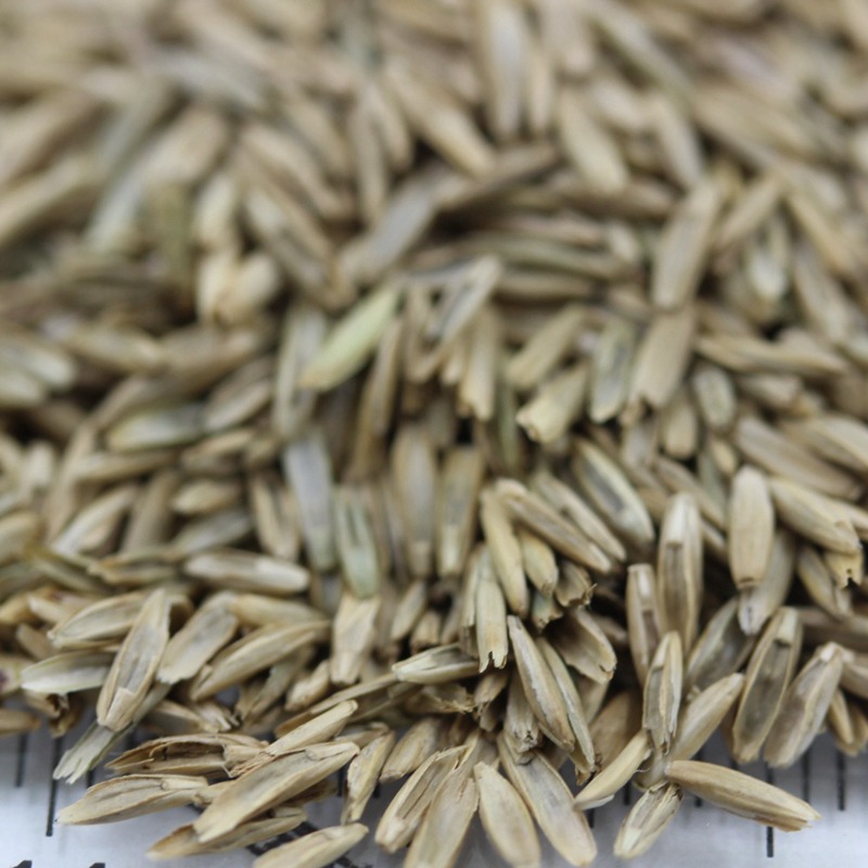 多年生黑麥草.jpg 多年生黑麥草.jpg