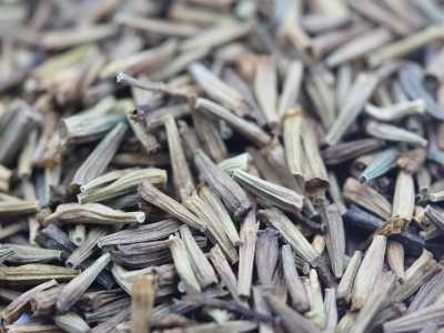 除蟲(chóng)菊種子