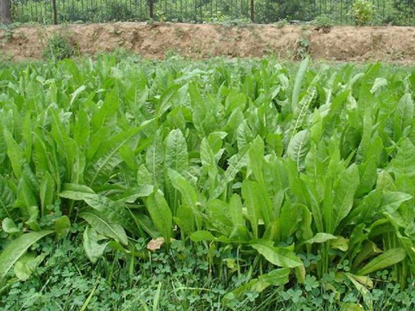 雜交育成的牧草種子，魯梅克斯種子的播種技術與方法