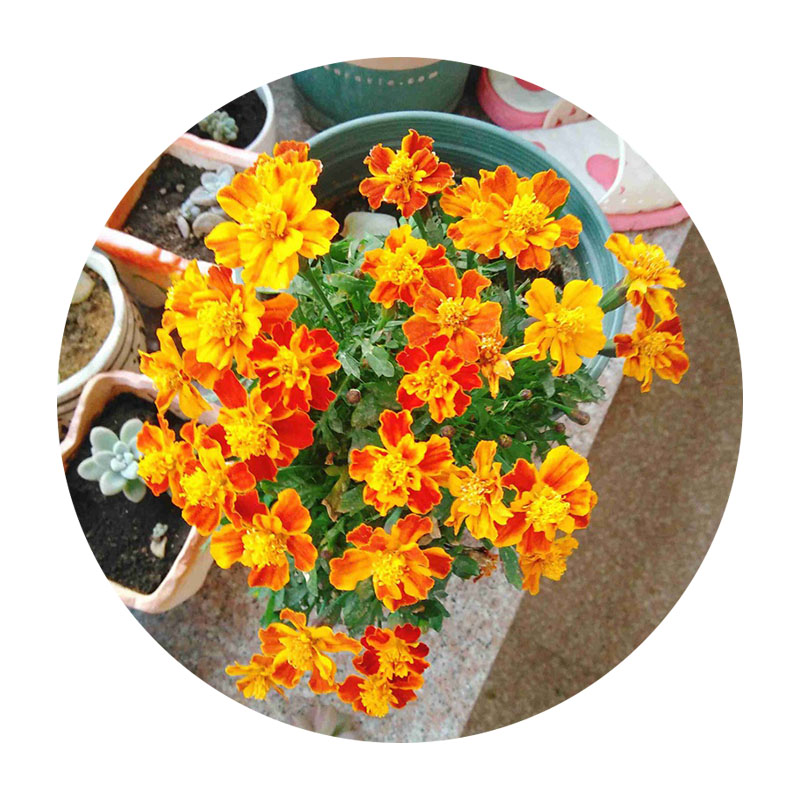 萬(wàn)壽菊