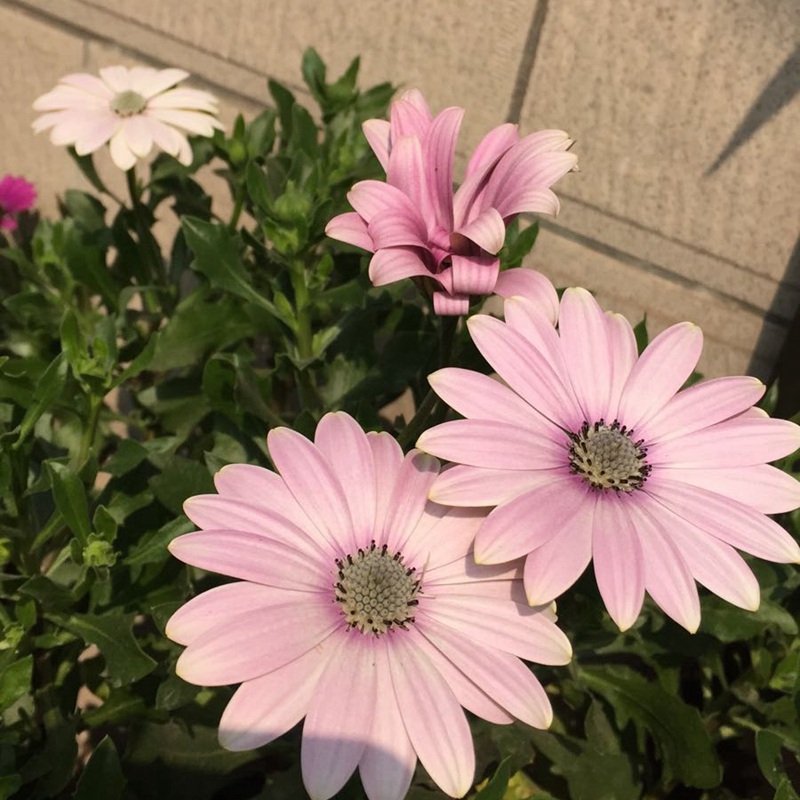 萬(wàn)壽菊
