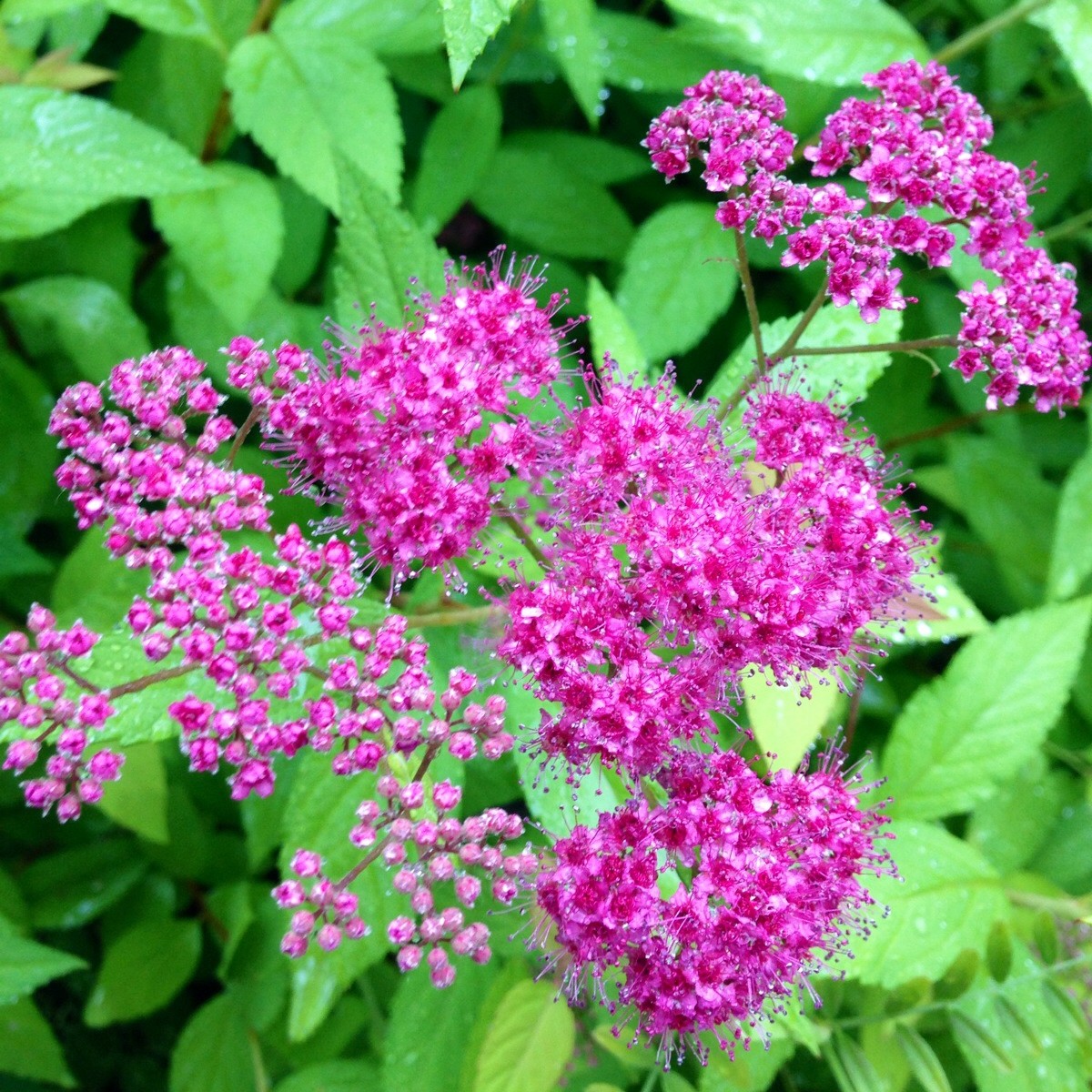 線(xiàn)繡菊