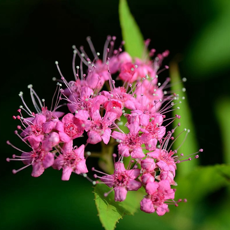 線(xiàn)繡菊