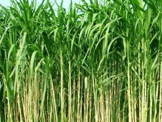 皇竹草養(yǎng)豬、喂雞可降低成本增加收入，栽培方法！