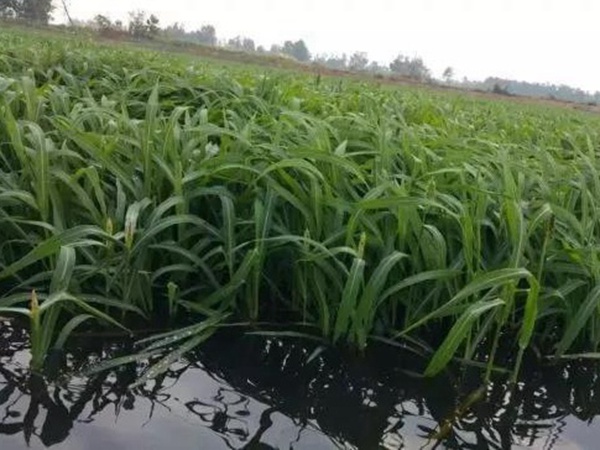 小米草怎么樣才能提高小龍蝦養(yǎng)殖效益？小米草種植怎么管理比較合適？