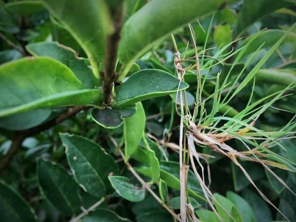 生命力頑強的草，它的名字盡然叫“狗牙根”