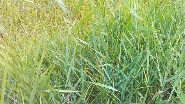 披堿草不僅可以做為一種牧草，還能作為一種防風護沙環境保護草