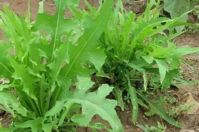 苦荬菜怎樣種植效果好？怎么種植可以高產(chǎn)量