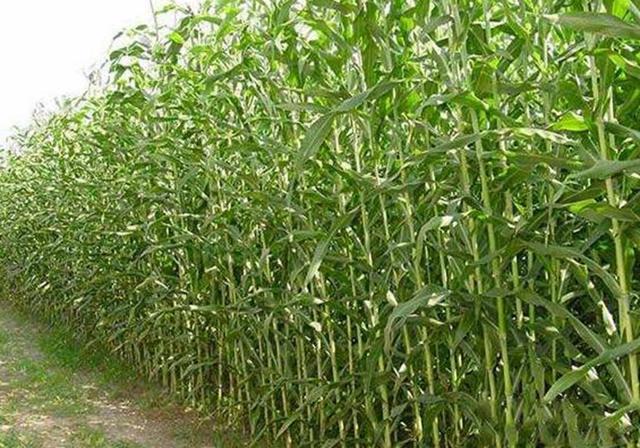 甜高粱播種對生長環境有什么要求，種植應該注意什么