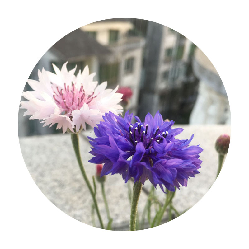 矢車(chē)菊