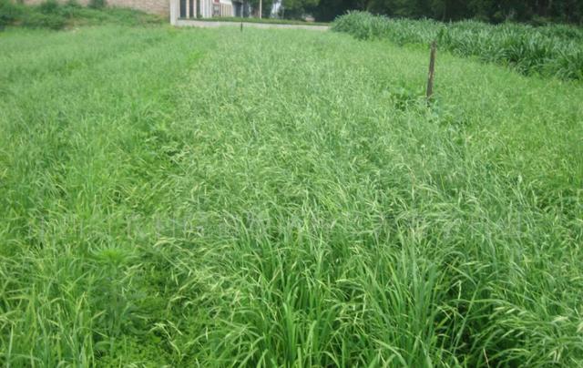 冬牧70黑麥草和黑麥草兩者有什么區(qū)別? 冬牧70黑麥草和黑麥草兩者有什么區(qū)別?