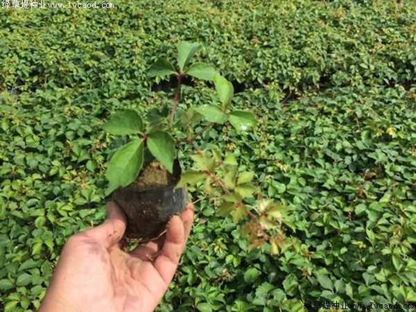 種植爬山虎優(yōu)勢？你可能不知道它還有這五個好處！