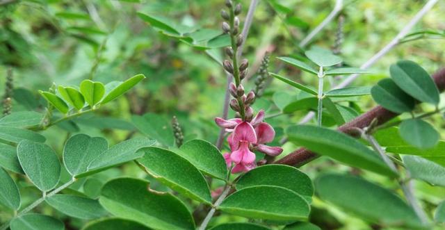 優(yōu)質(zhì)牧草—馬棘經(jīng)濟價值以及播種環(huán)境 優(yōu)質(zhì)牧草—馬棘經(jīng)濟價值以及播種環(huán)境