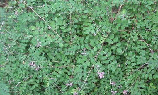 優(yōu)質(zhì)牧草—馬棘經(jīng)濟價值以及播種環(huán)境 優(yōu)質(zhì)牧草—馬棘經(jīng)濟價值以及播種環(huán)境