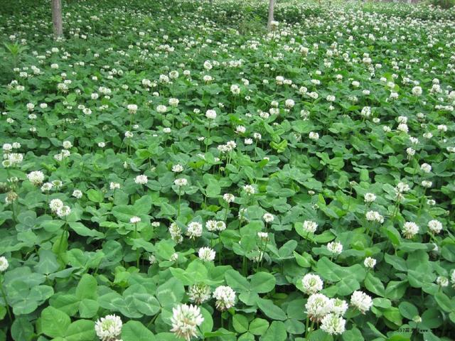 白三葉的種植技術，什么時候種植比較合適