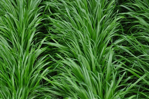 黑麥草什么時候種植比較好？如何種植黑麥草？