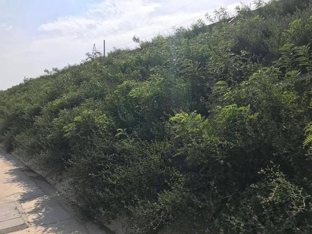 胡枝子的種植技術介紹，什么時候播種最佳？