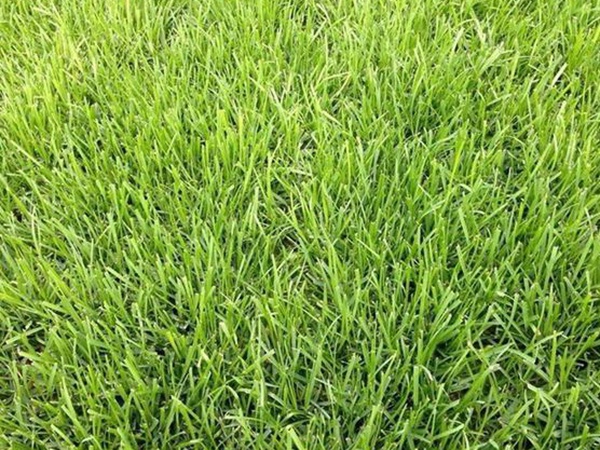 堿茅草種子多久能發(fā)芽，播種方法是什么？
