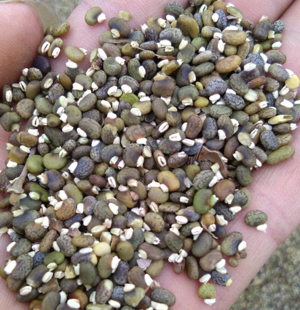 毛豆常見，山毛豆種植技術(shù)有哪些？