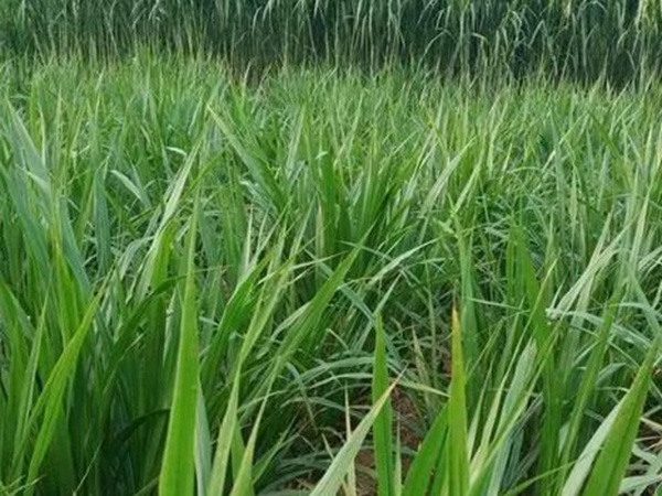 皇竹草種植經濟效益是什么？有什么作用？