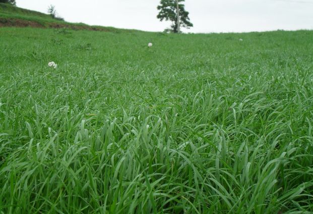養(yǎng)牛最適合種植什么牧草比較好？種植方法是什么？