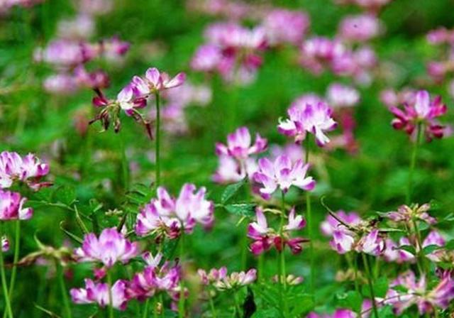 種植紫云英技巧方法，重視蟲害，要想產量高要注意的問題