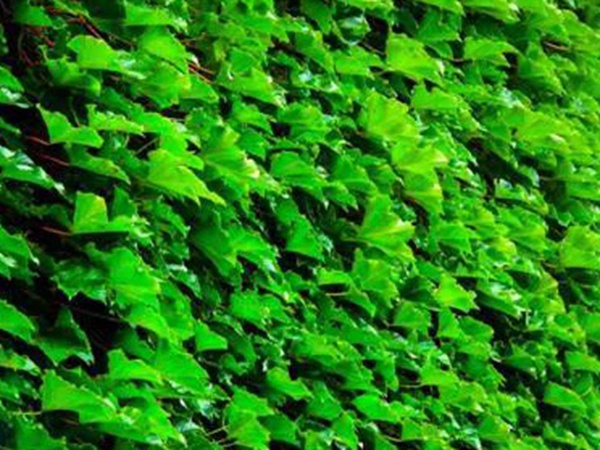 爬山虎種植方法與播種前應(yīng)該如何準備