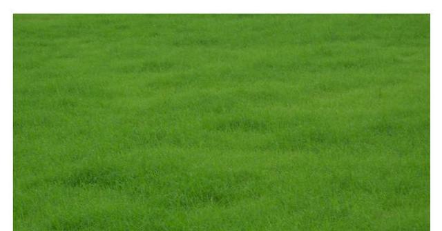 野牛草種植這幾個步驟一定要掌握好，種植就比較簡單