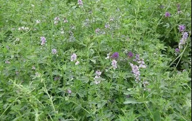 養(yǎng)牛最適合種植什么牧草比較好？種植方法是什么？