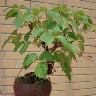 爬山虎也能做盆景？生長能力比較好，抗旱能力不錯