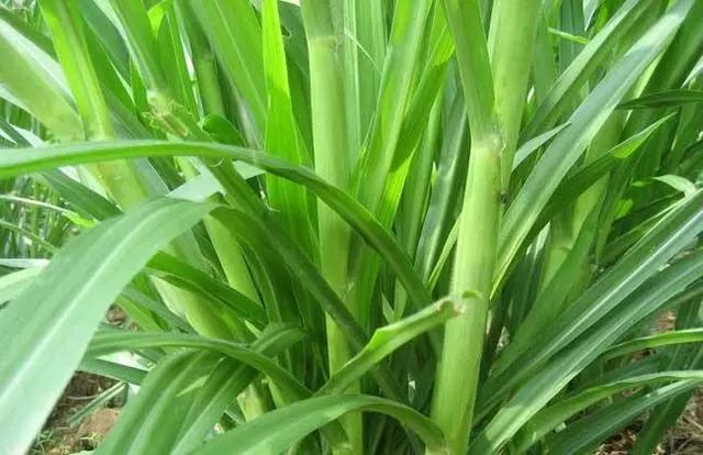 皇竹草養(yǎng)豬、喂雞可降低成本增加收入，栽培方法！