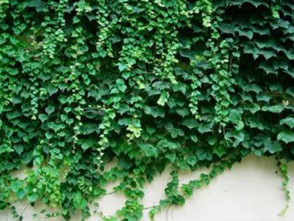 爬山虎種植方法與播種前應(yīng)該如何準備