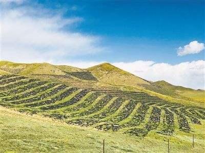 披堿草不僅可以做為一種牧草，還能作為一種防風護沙環境保護草